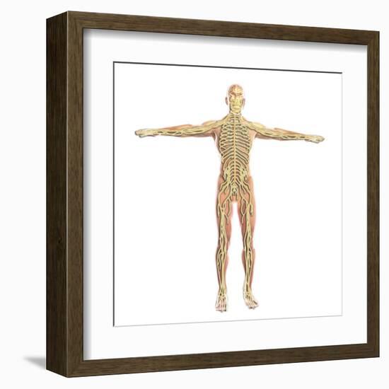 Human Nervous System-Stocktrek Images-Framed Art Print