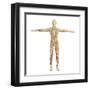 Human Nervous System-Stocktrek Images-Framed Art Print