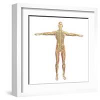 Human Nervous System-Stocktrek Images-Framed Art Print