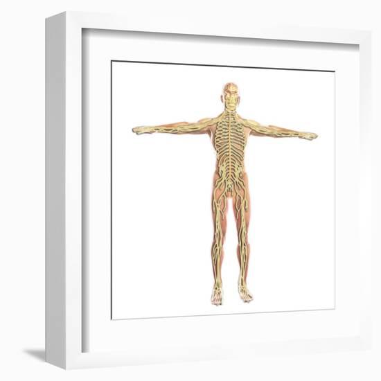 Human Nervous System-Stocktrek Images-Framed Art Print