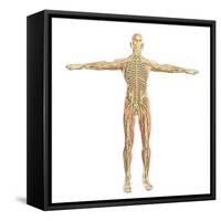 Human Nervous System-Stocktrek Images-Framed Stretched Canvas