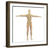 Human Nervous System-Stocktrek Images-Framed Art Print