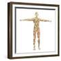 Human Nervous System-Stocktrek Images-Framed Art Print