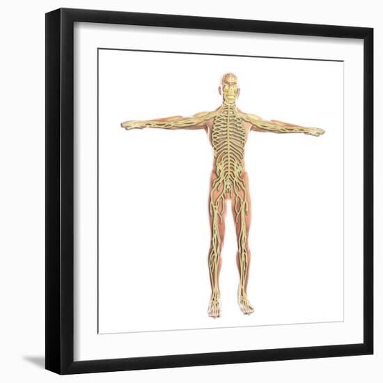 Human Nervous System-Stocktrek Images-Framed Art Print