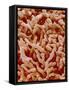 Human placenta-Micro Discovery-Framed Stretched Canvas