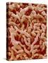 Human placenta-Micro Discovery-Stretched Canvas