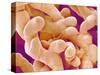 Human Placenta-Micro Discovery-Stretched Canvas