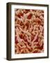 Human placenta-Micro Discovery-Framed Photographic Print