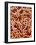 Human placenta-Micro Discovery-Framed Photographic Print