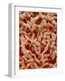 Human placenta-Micro Discovery-Framed Photographic Print