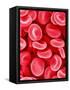 Human Red Blood Cells-Micro Discovery-Framed Stretched Canvas