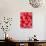 Human Red Blood Cells-Micro Discovery-Stretched Canvas displayed on a wall