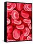 Human Red Blood Cells-Micro Discovery-Framed Stretched Canvas