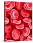 Human Red Blood Cells-Micro Discovery-Stretched Canvas