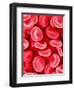 Human Red Blood Cells-Micro Discovery-Framed Premium Photographic Print