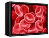 Human Red Blood Cells-Micro Discovery-Framed Stretched Canvas