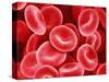 Human Red Blood Cells-Micro Discovery-Stretched Canvas