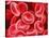 Human Red Blood Cells-Micro Discovery-Stretched Canvas