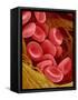 Human Red Blood Cells-Micro Discovery-Framed Stretched Canvas