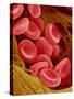 Human Red Blood Cells-Micro Discovery-Stretched Canvas