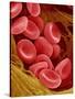 Human Red Blood Cells-Micro Discovery-Stretched Canvas