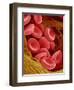 Human Red Blood Cells-Micro Discovery-Framed Premium Photographic Print