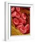 Human Red Blood Cells-Micro Discovery-Framed Premium Photographic Print