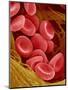 Human Red Blood Cells-Micro Discovery-Mounted Premium Photographic Print
