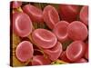 Human Red Blood Cells-Micro Discovery-Stretched Canvas