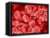 Human Red blood cells-Micro Discovery-Framed Stretched Canvas