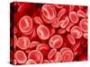 Human Red blood cells-Micro Discovery-Stretched Canvas