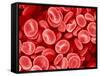 Human Red blood cells-Micro Discovery-Framed Stretched Canvas