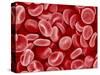 Human Red blood cells-Micro Discovery-Stretched Canvas