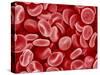 Human Red blood cells-Micro Discovery-Stretched Canvas