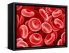 Human Red blood cells-Micro Discovery-Framed Stretched Canvas