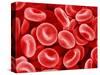 Human Red blood cells-Micro Discovery-Stretched Canvas