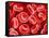 Human Red blood cells-Micro Discovery-Framed Stretched Canvas