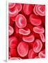 Human Red Blood Cells-Micro Discovery-Framed Photographic Print