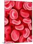 Human Red Blood Cells-Micro Discovery-Mounted Photographic Print