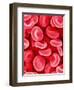 Human Red Blood Cells-Micro Discovery-Framed Photographic Print