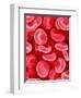 Human Red Blood Cells-Micro Discovery-Framed Photographic Print