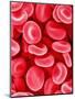 Human Red Blood Cells-Micro Discovery-Mounted Photographic Print