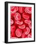 Human Red Blood Cells-Micro Discovery-Framed Photographic Print