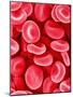 Human Red Blood Cells-Micro Discovery-Mounted Photographic Print