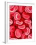 Human Red Blood Cells-Micro Discovery-Framed Photographic Print