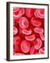 Human Red Blood Cells-Micro Discovery-Framed Photographic Print