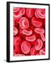 Human Red Blood Cells-Micro Discovery-Framed Photographic Print