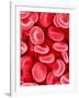 Human Red Blood Cells-Micro Discovery-Framed Photographic Print