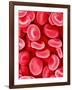 Human Red Blood Cells-Micro Discovery-Framed Photographic Print