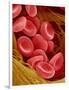 Human Red Blood Cells-Micro Discovery-Framed Photographic Print